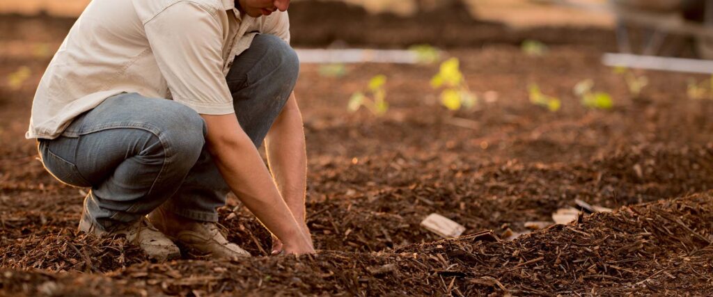farmer in a field