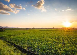 Rich and fertile farm land with rows of crops and a sun setting in the background. 