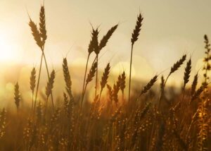 Close-up picture of wheat in a wheat field. 