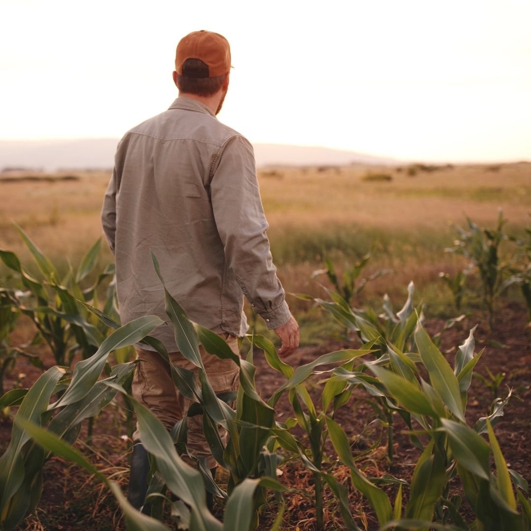 man walking through wheatfield