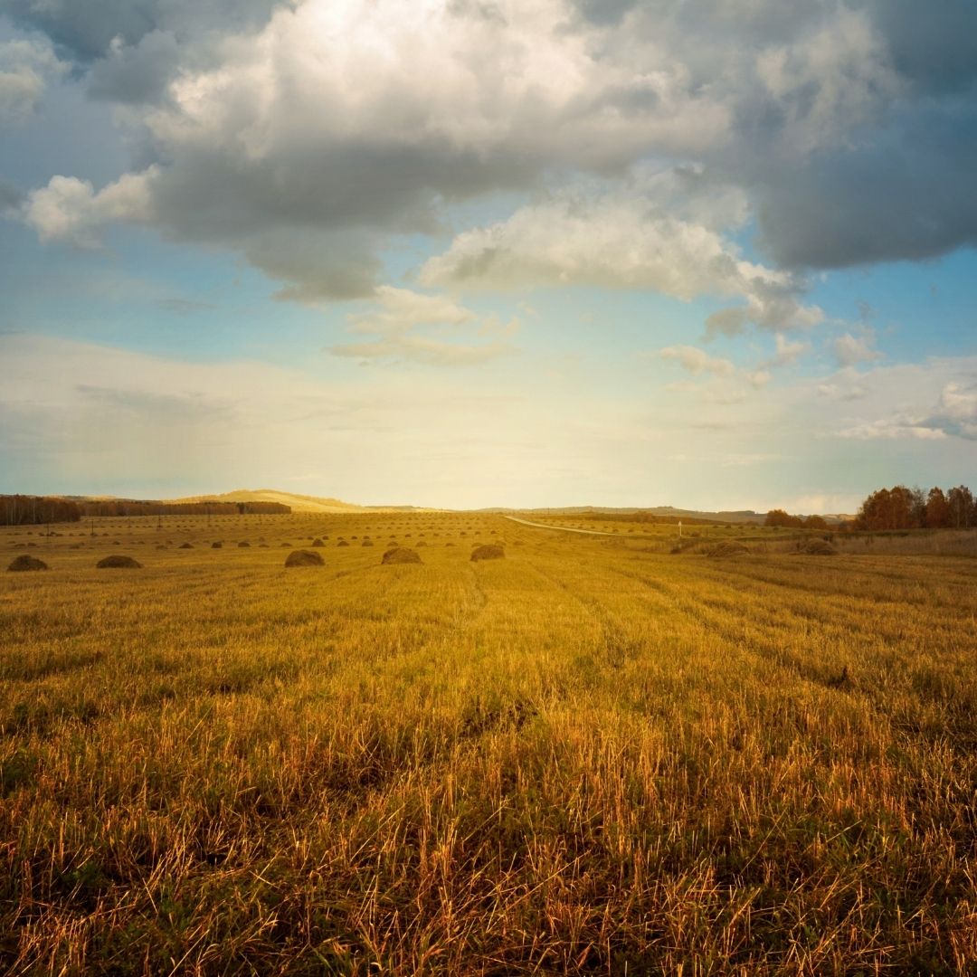 empty wheat field
